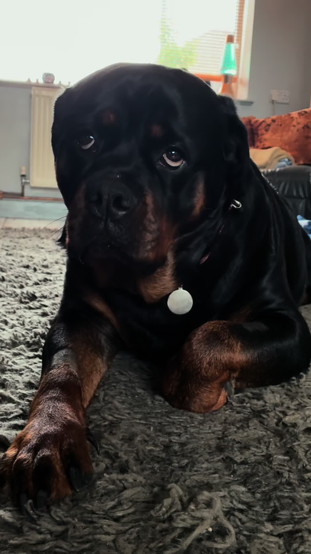 @❤️Rottiexena❤️Rottweiler Dog