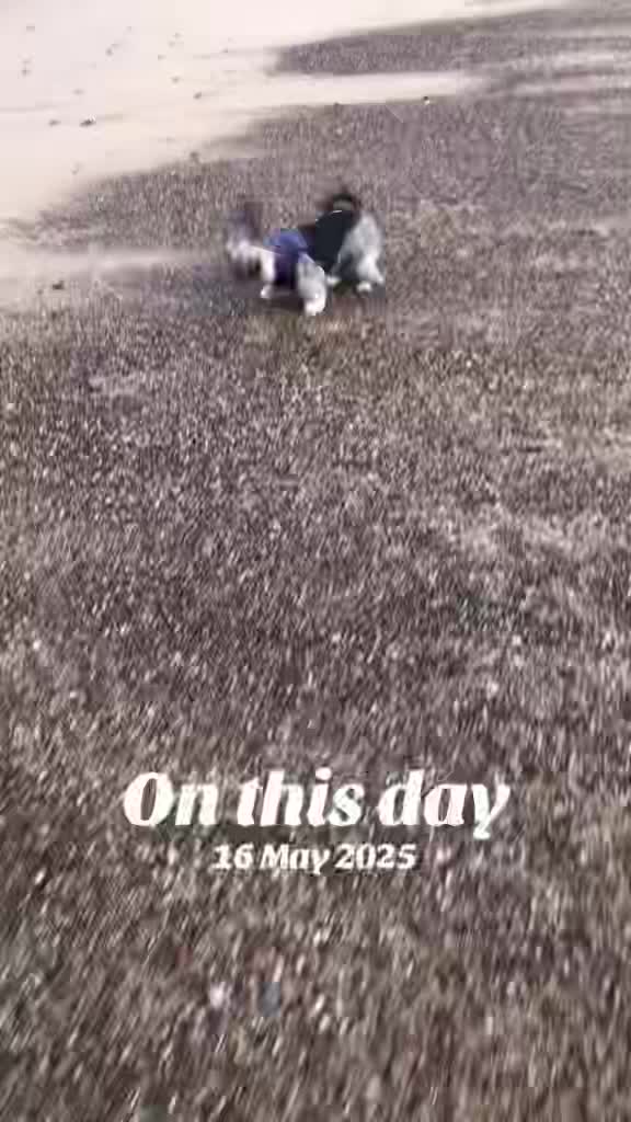 @Mimi the Shihtzu
