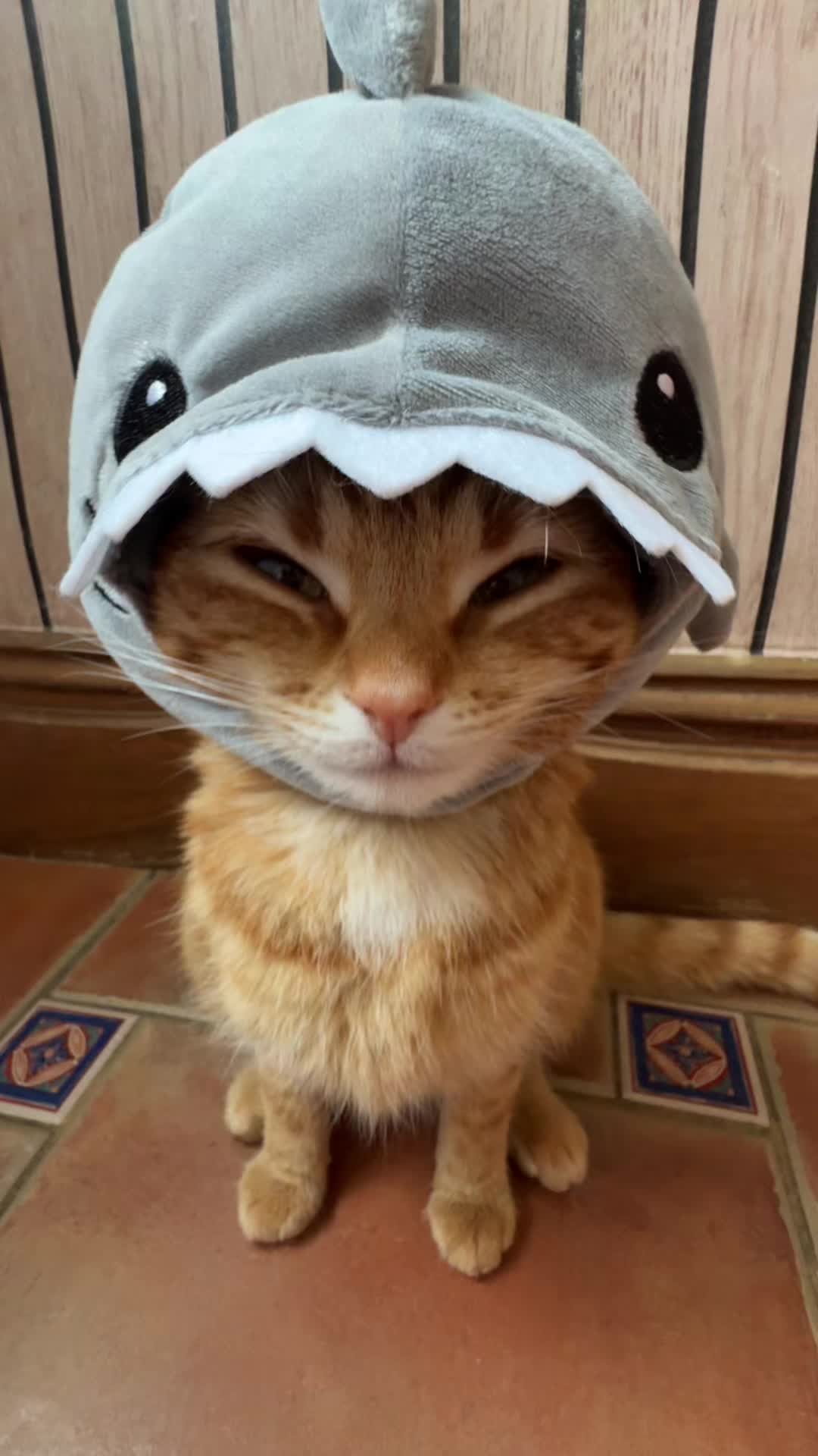 @Mittens