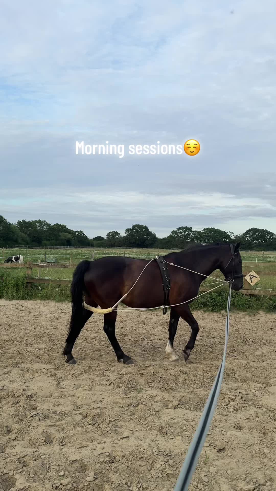 @Charlotte.Equestrian