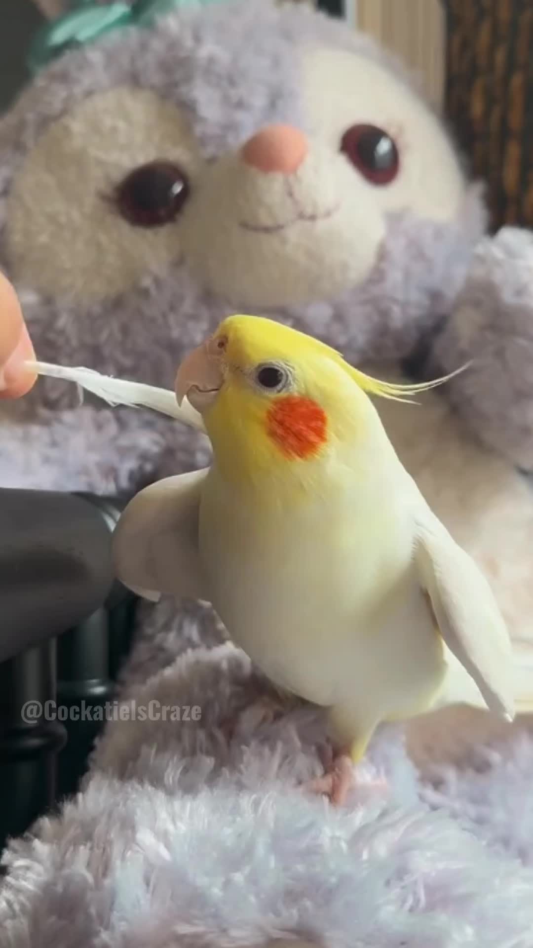 @Cockatiels Craze