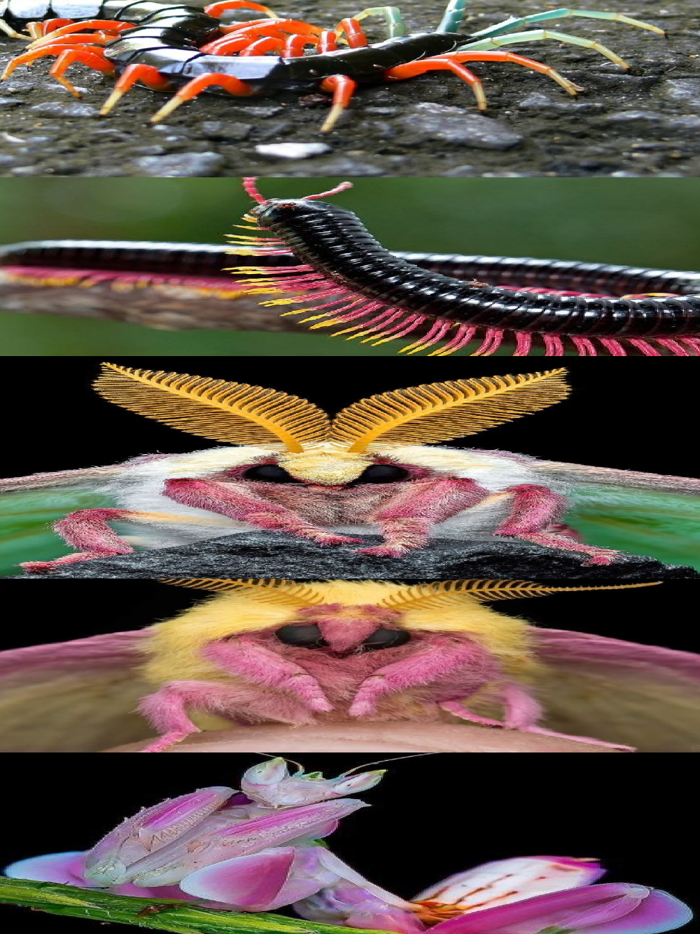 @𐔌ᛝ𝙏𝙒𝙄𝙎𝙏𝙀𝘿/𝘚𝘖𝘍𝘐𝘈𐂯