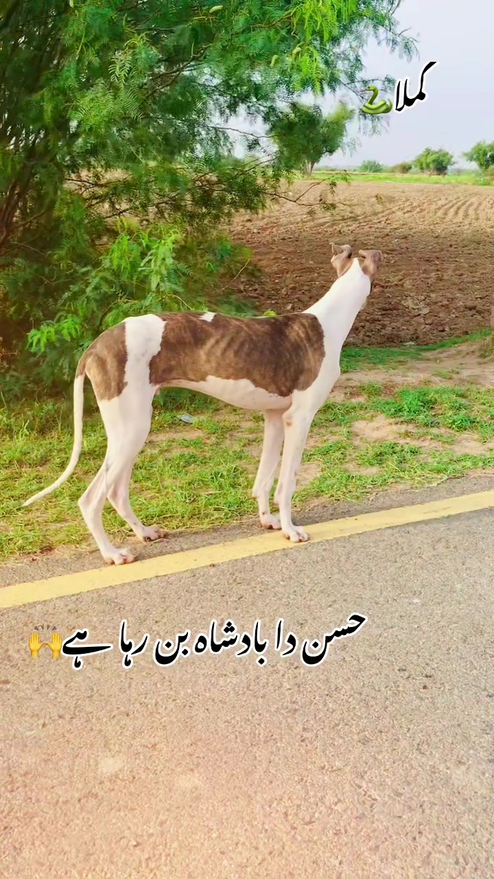 @شاہین گروپ آلہ🤟🔥F-16