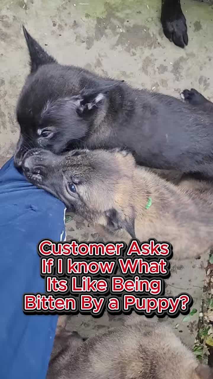 @Archer K9