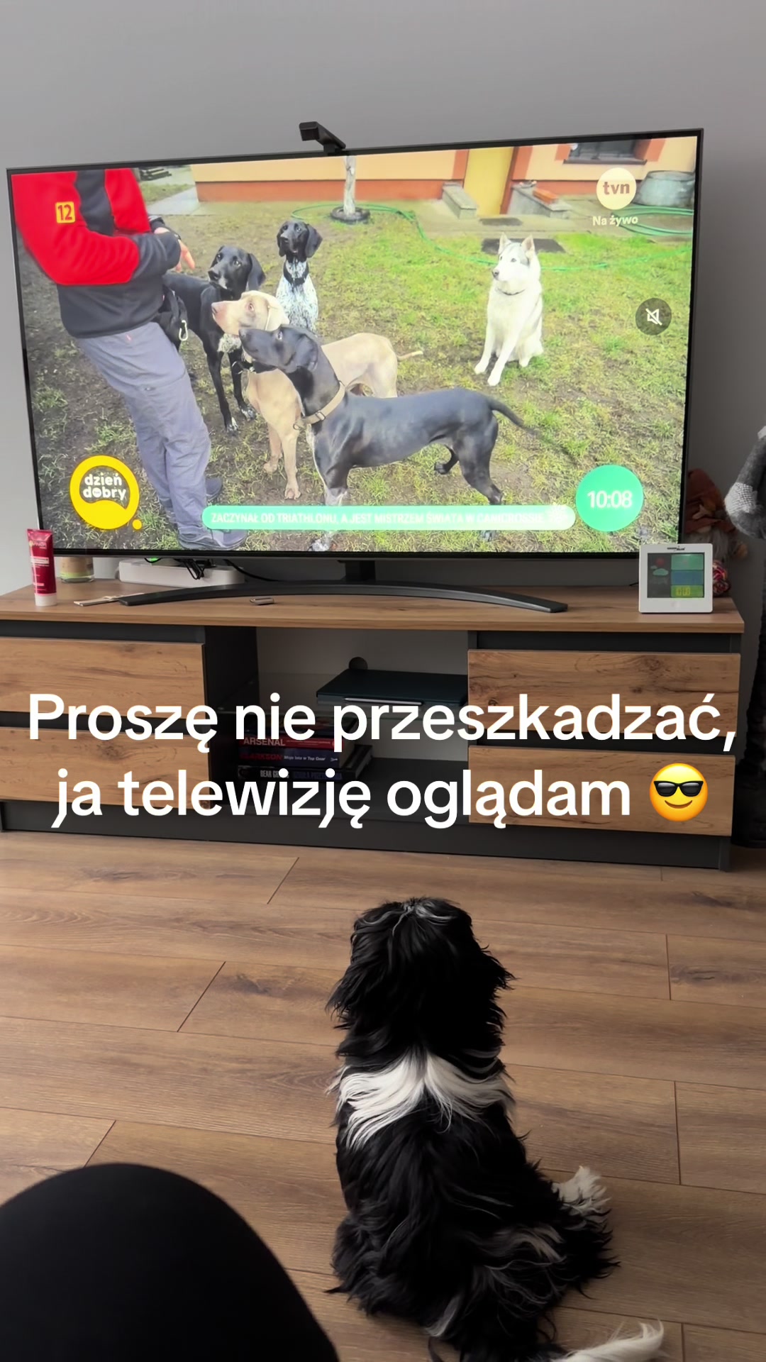 @Cleo shih-tzu