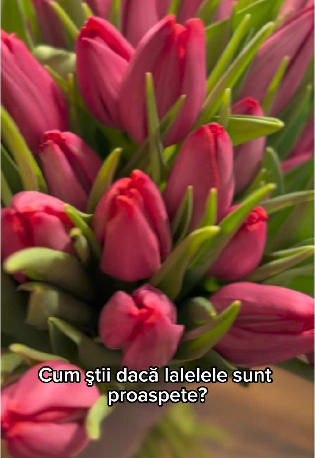 @Florăria Luce e Fiori