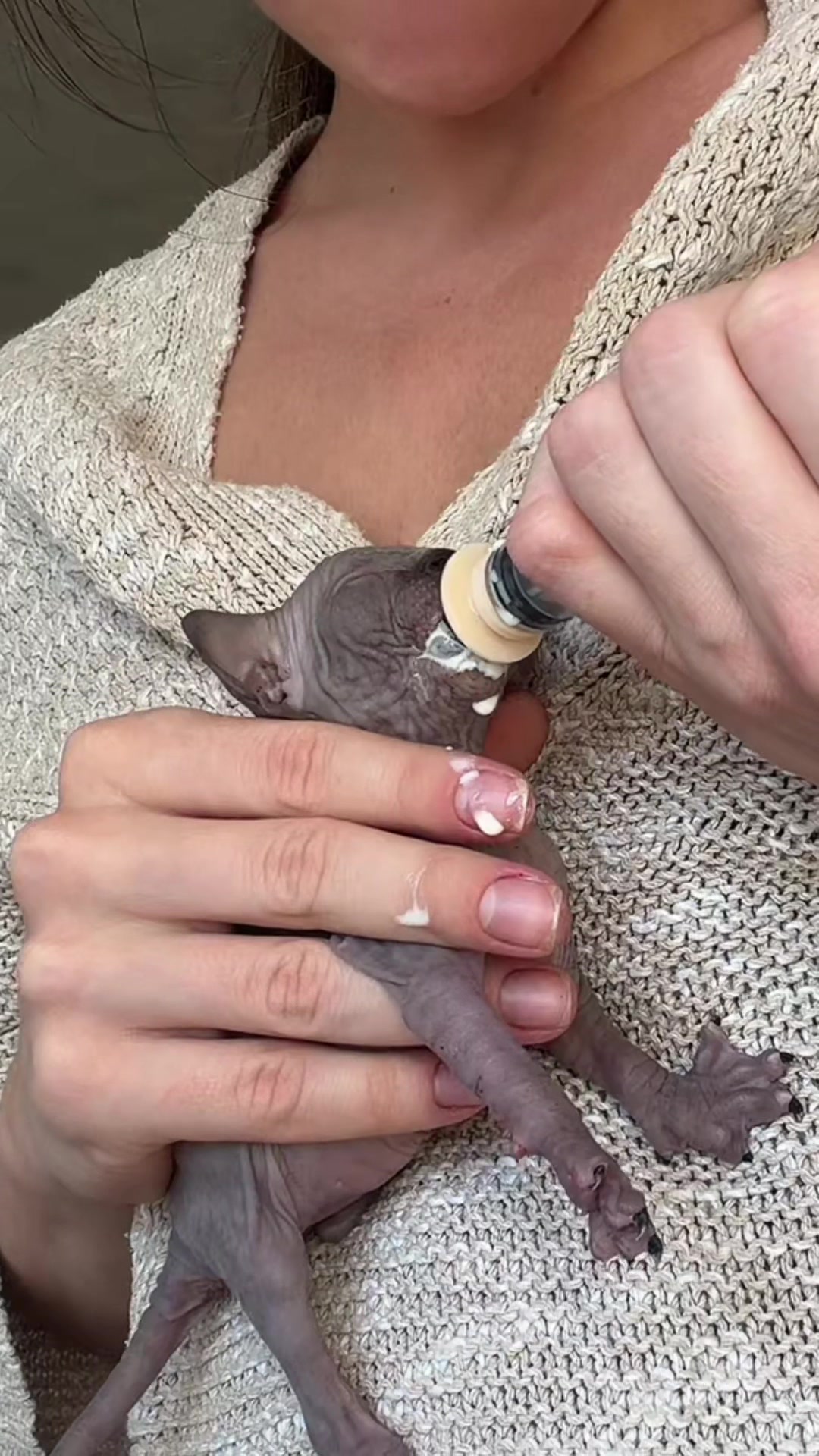 @Diana Ciortan Sphynx Romania