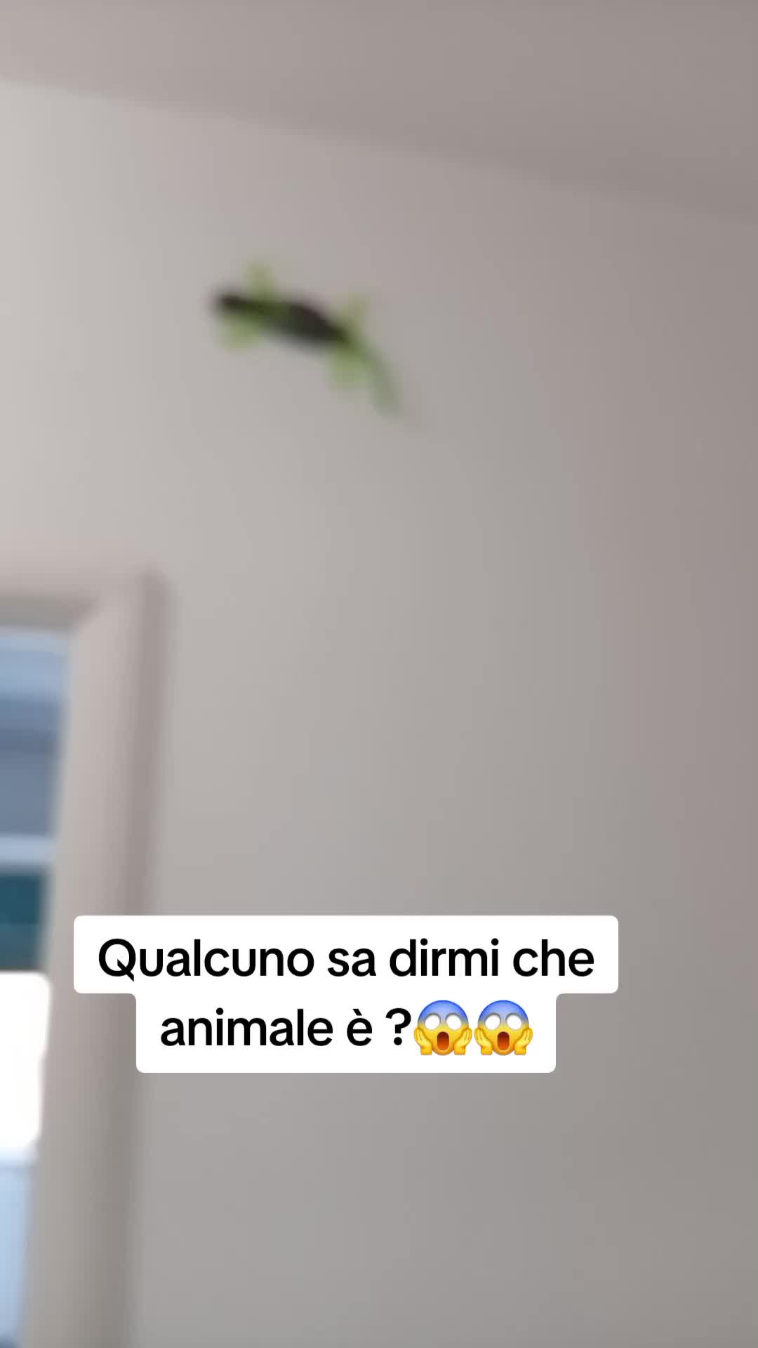 @Alessia Grani