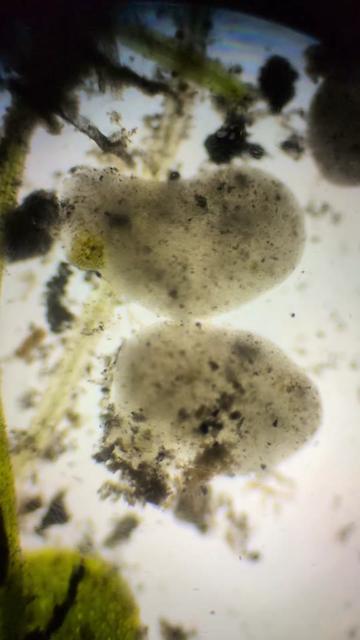 @Smeee❌microscope🏴󠁧󠁢󠁥󠁮󠁧󠁿