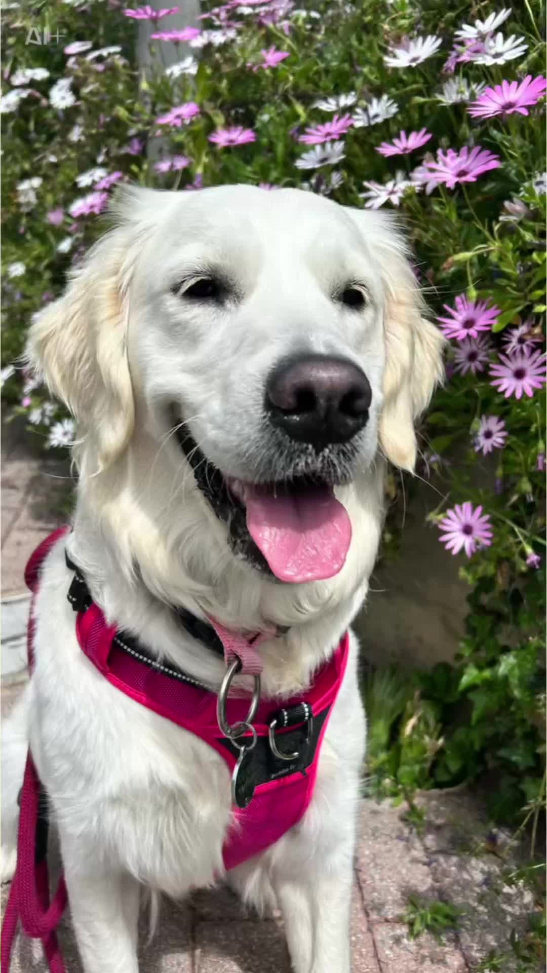 @Golden_OLIVIA.Retriver