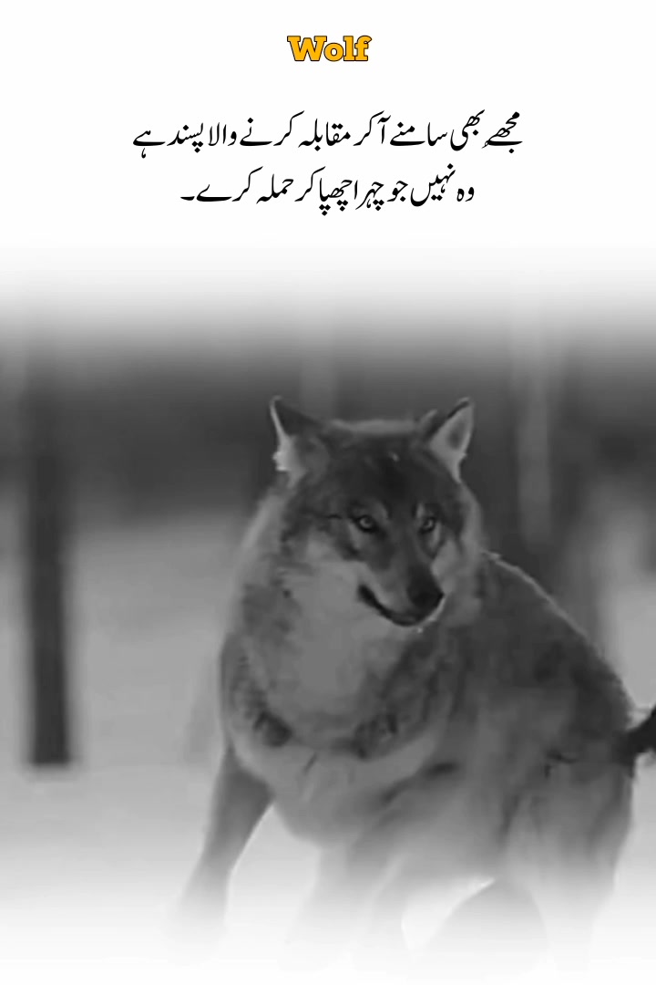 @Wolf 🐺
