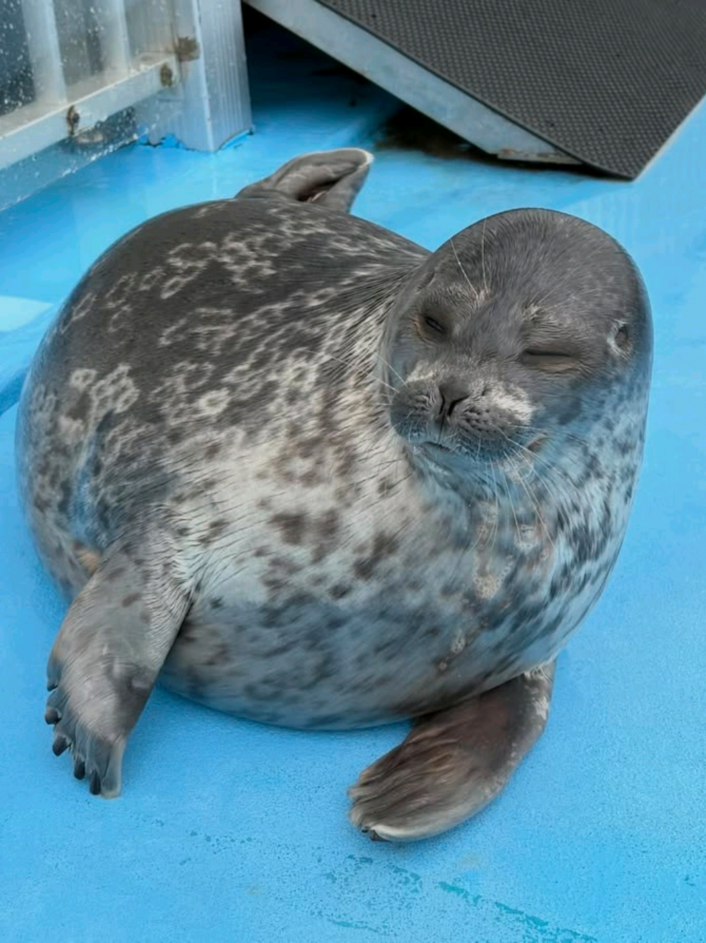 @🩷🎀 seal 🦭🩷