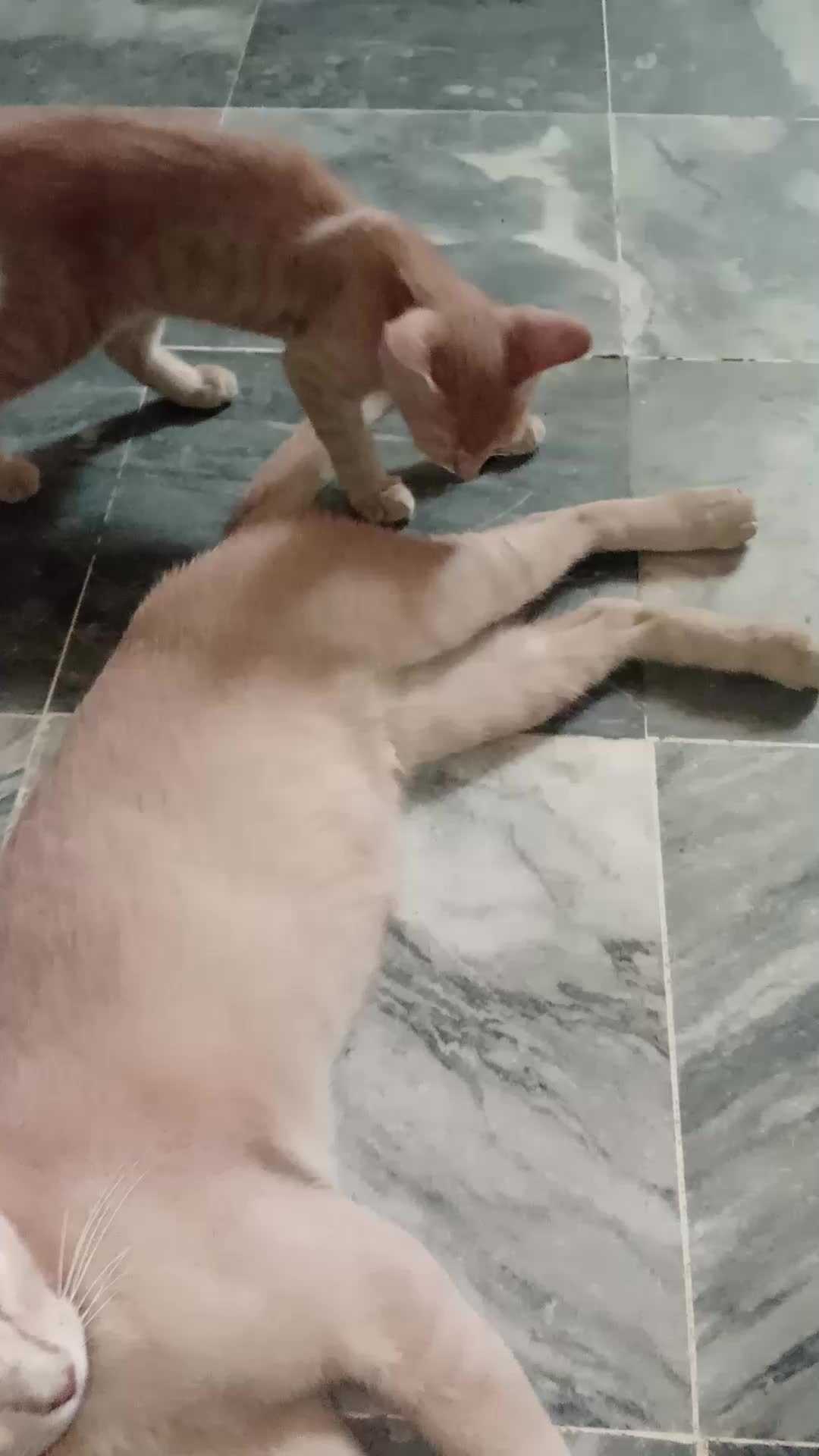 @cutecatlover8172