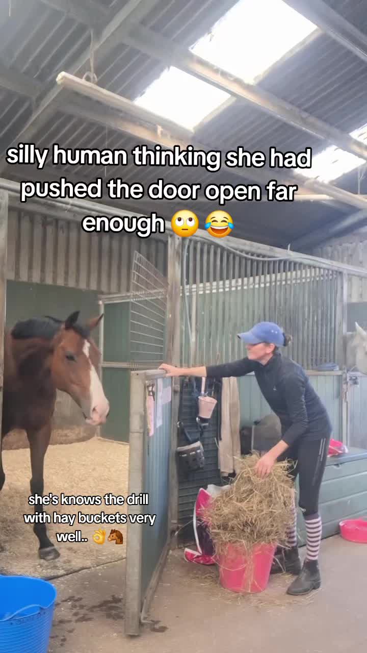 @Life with Suni D 🐴
