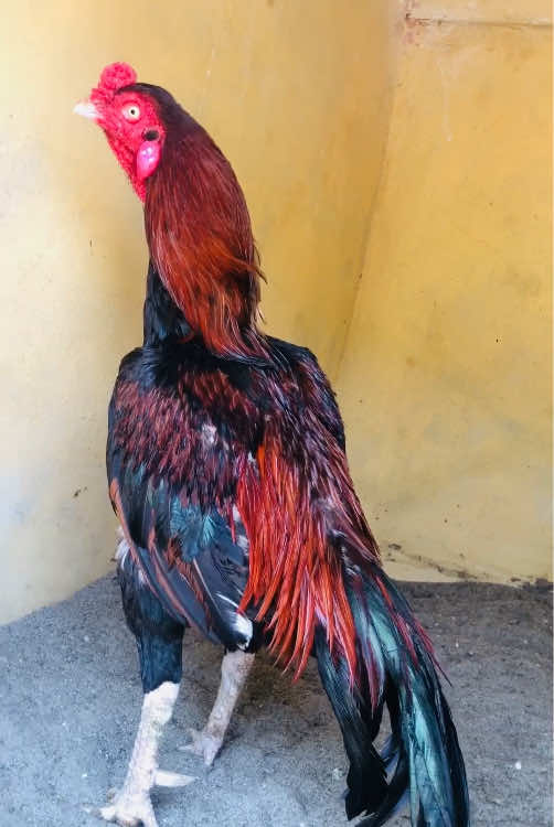 @Poultry Markaz