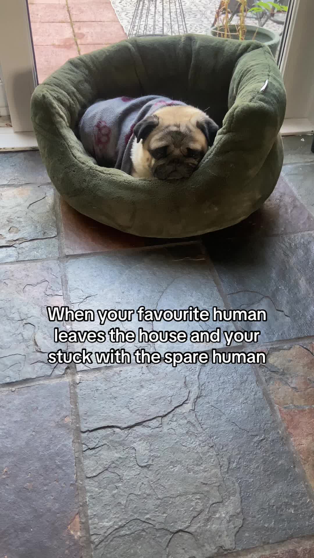 @Wee Winston The Pug
