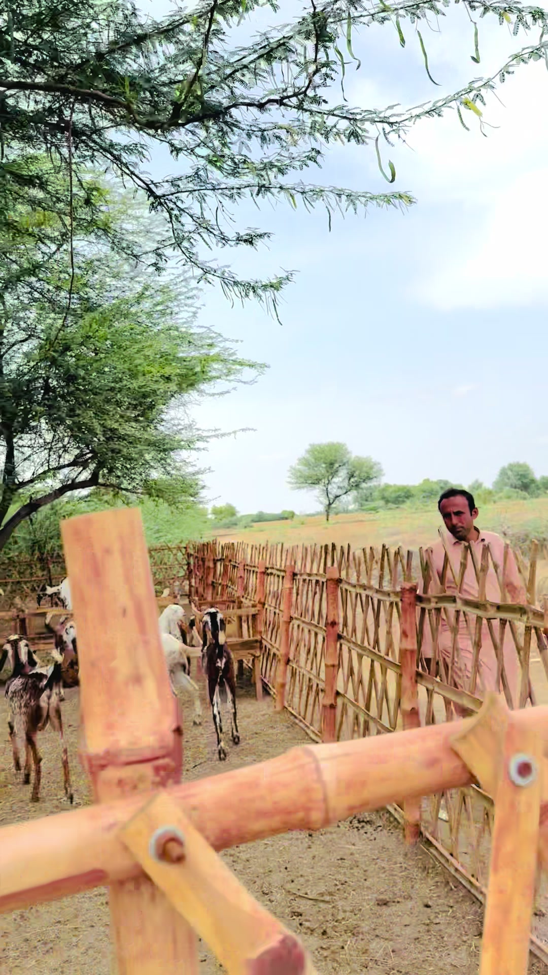 @Ayan cattle 🐄 and goat’s 🐐
