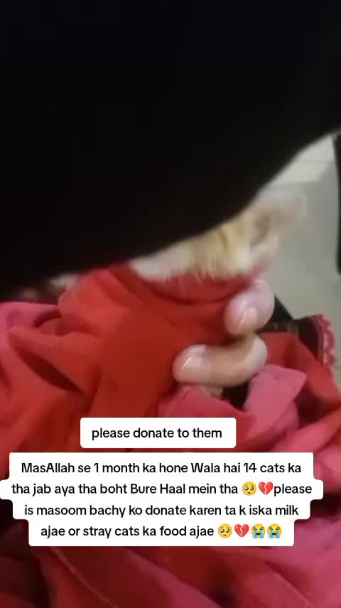 @PawfectLife🐾