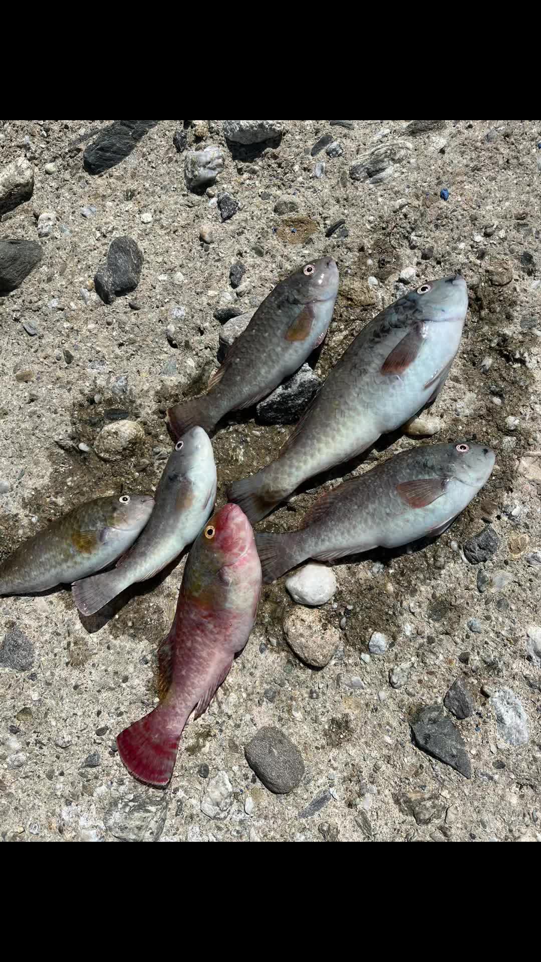 @Gabbo Fishing Catania🐟