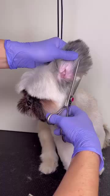 @DogGrooming101