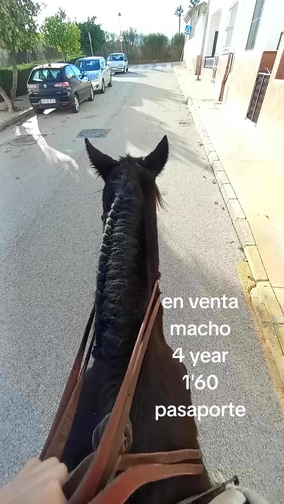 @antoncampos23