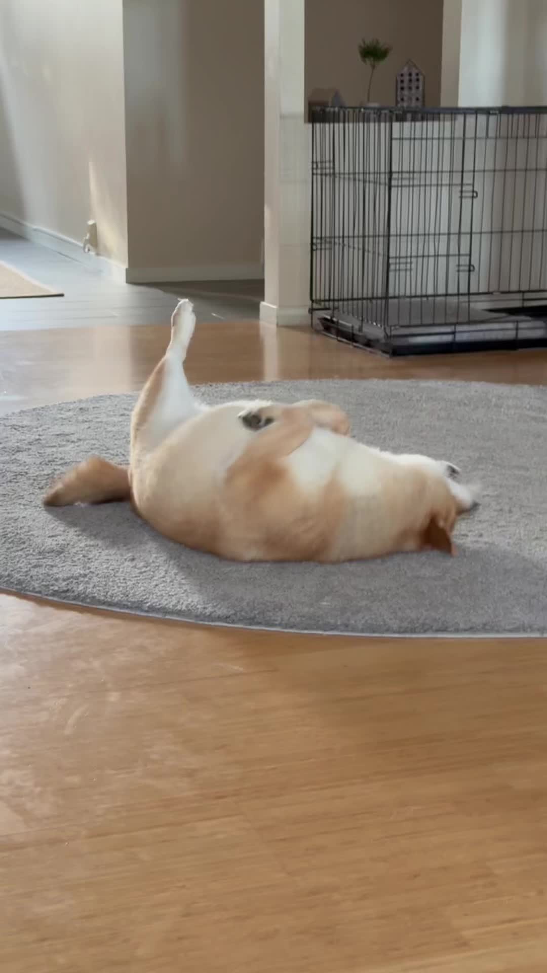 @yoshi.doggyhood