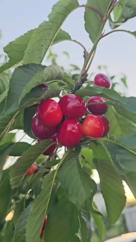 @mariushumelnicu