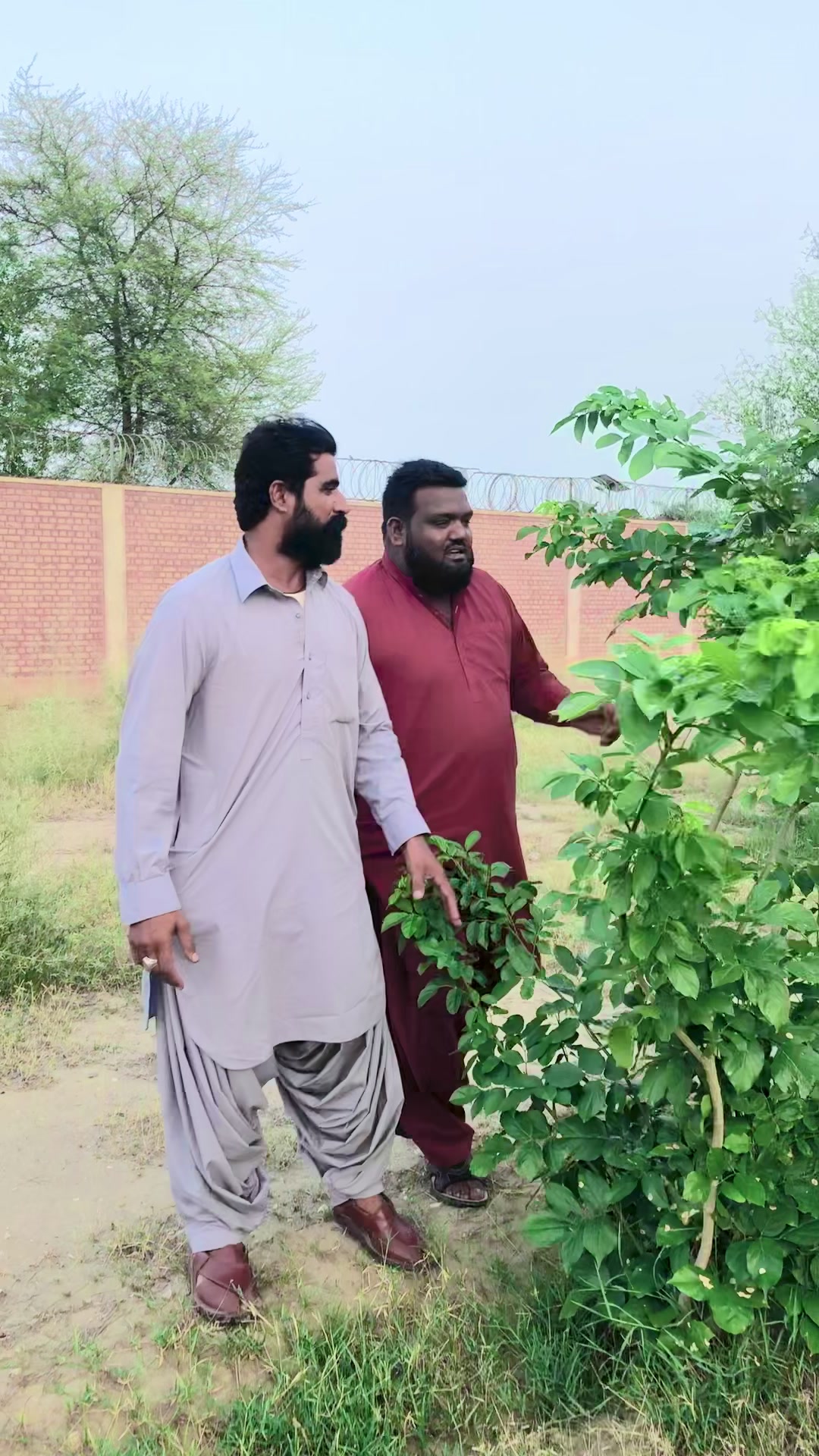 @Majeed King Of Taunsa❣️
