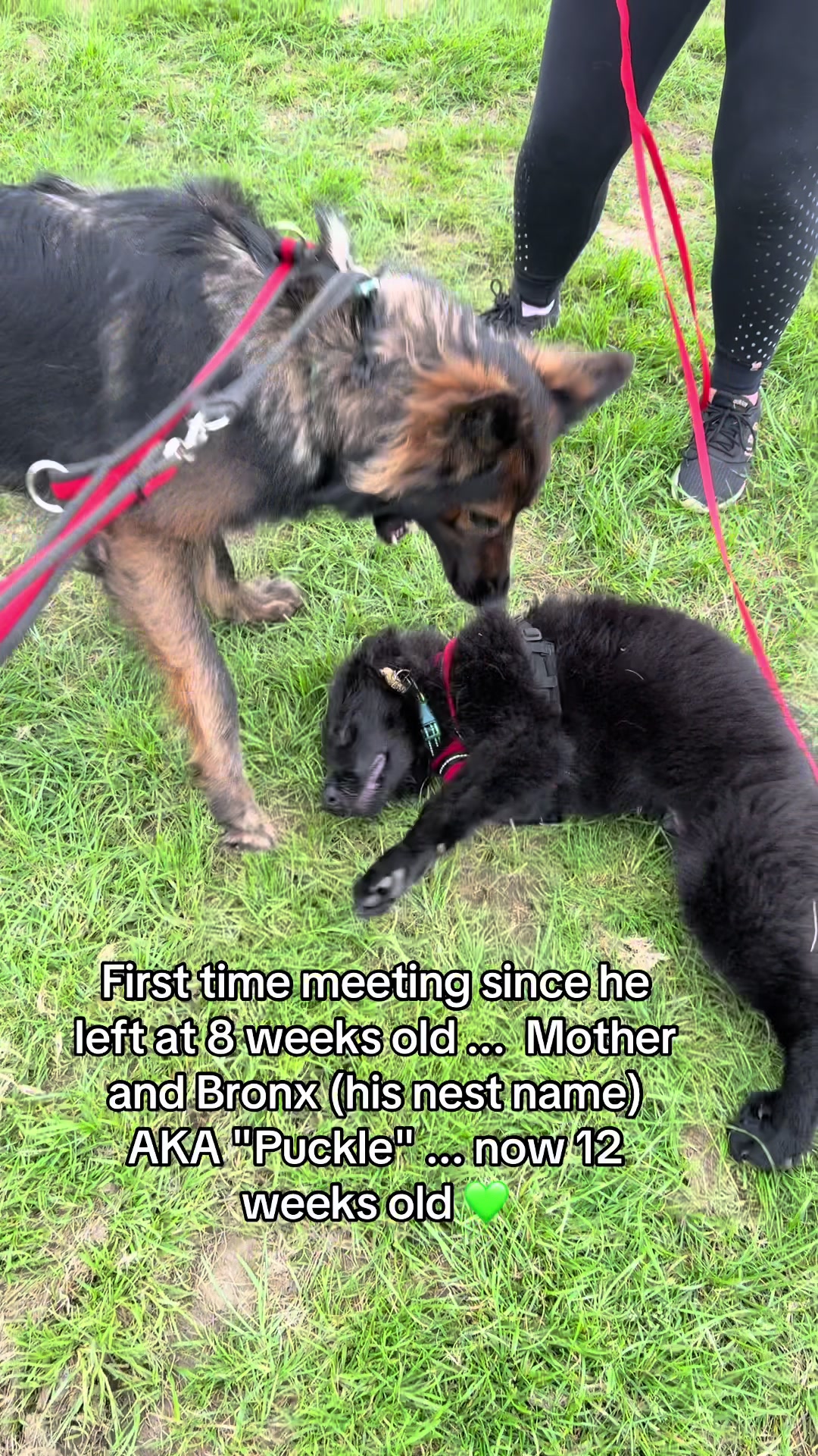 @TheGSDhubwithjennygould