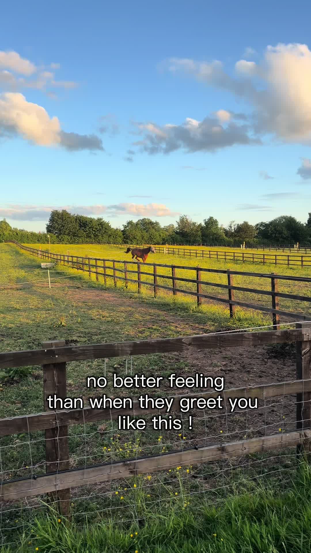 @Lilly & Bruno 🐴