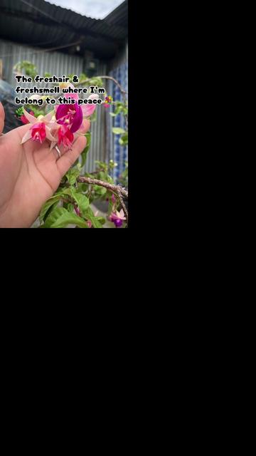 @Rozee🕊️🌙🌸