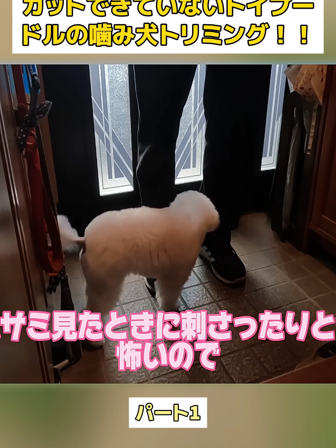 @Dog fun&rsquo;s lovers