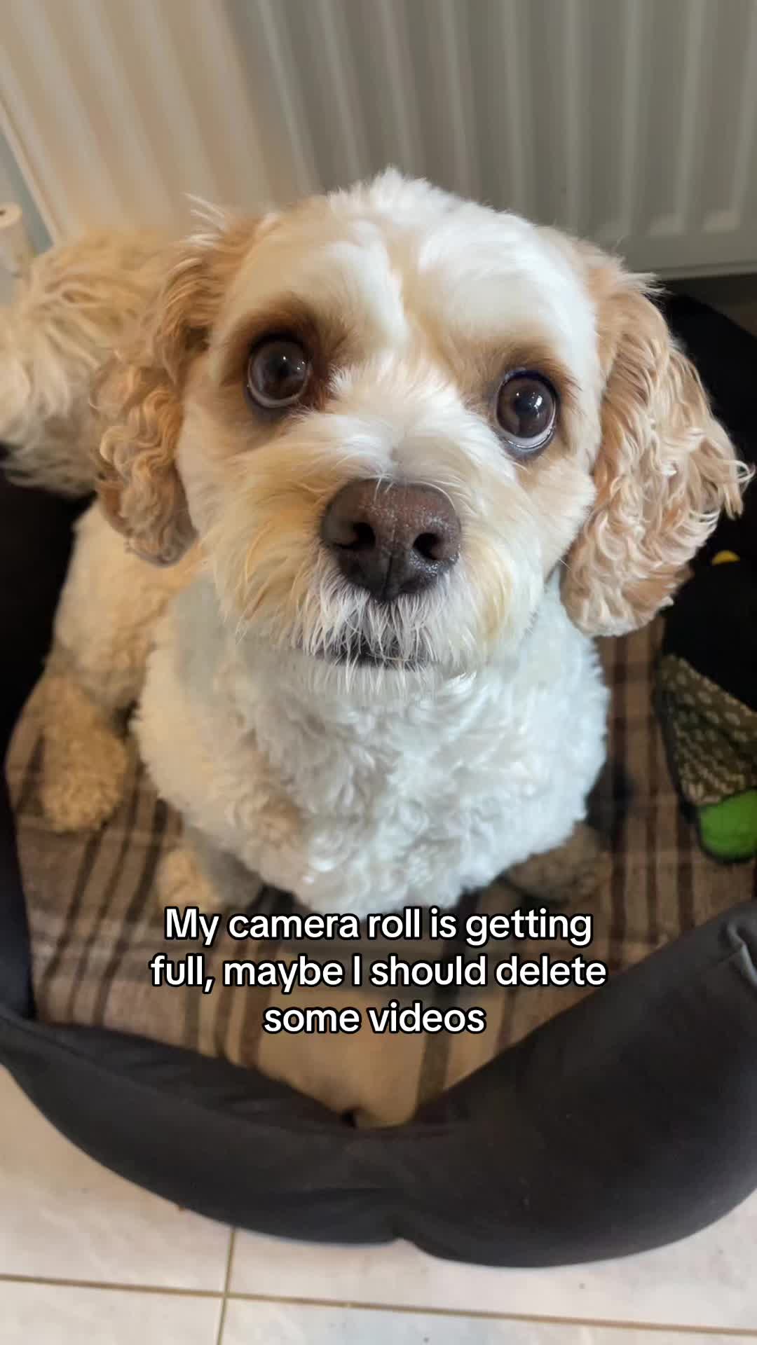 @My Cavachon