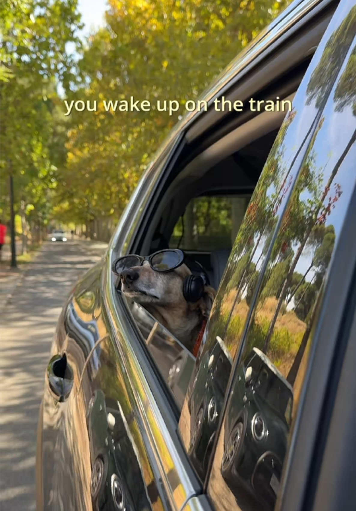 @Lucas The Dog