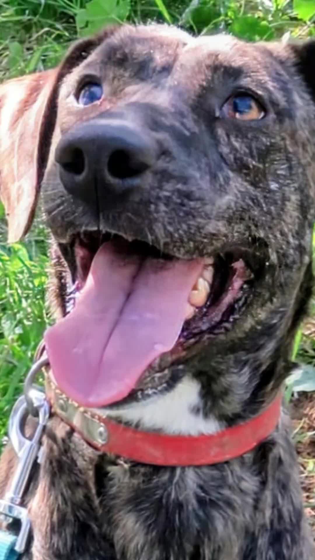 @Greek Animal Rescue