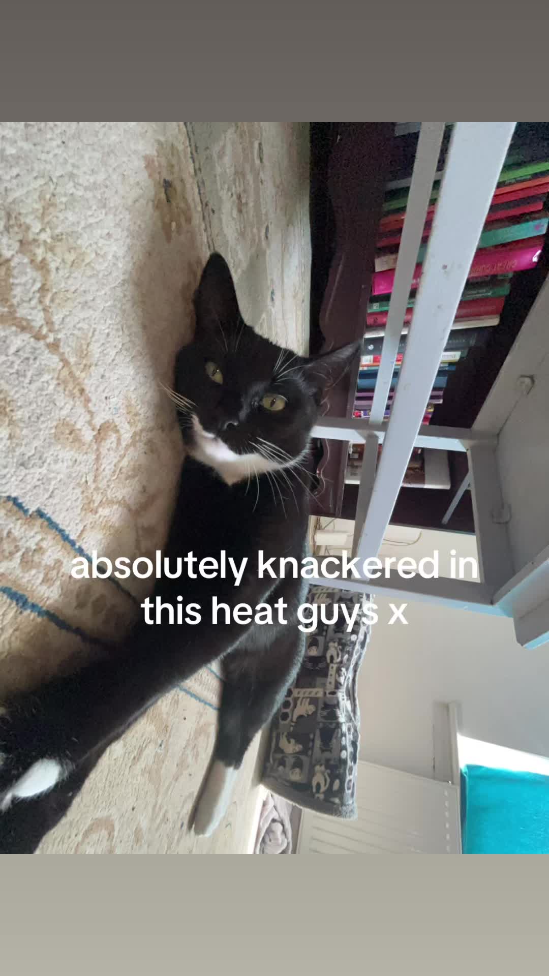 @frankiethetuxedocat_