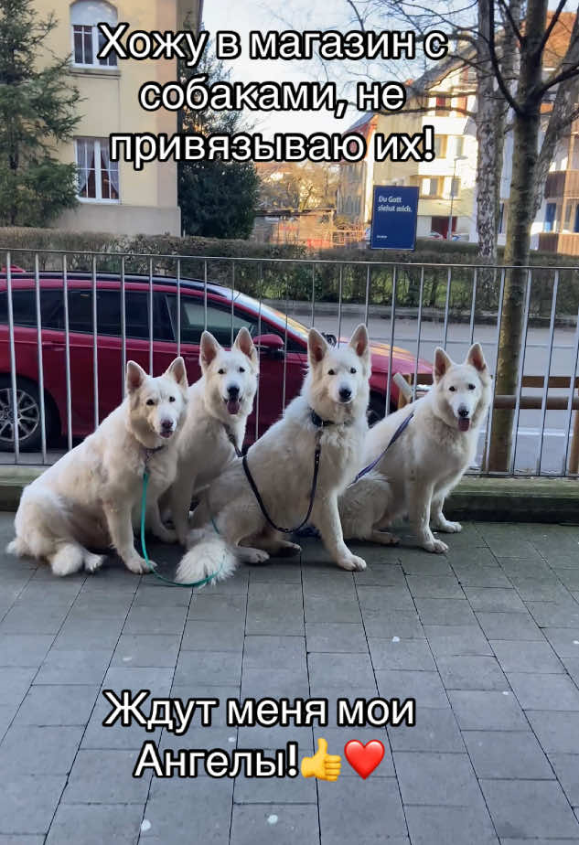 @white_ange_dog