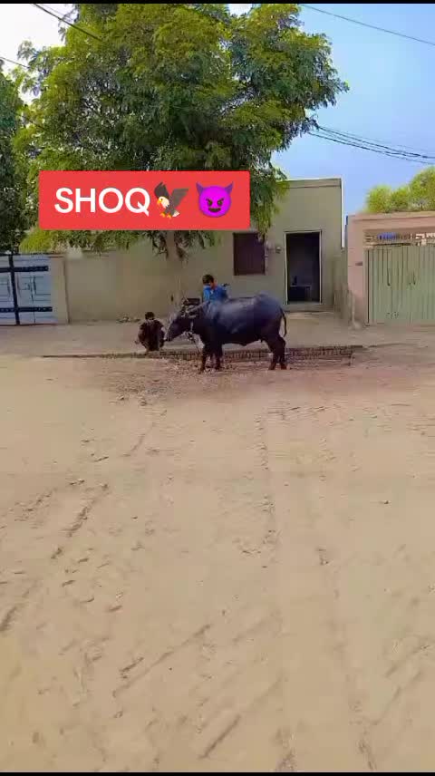 @✨🥷امبرسریا ڈھیلوں 🥷✨
