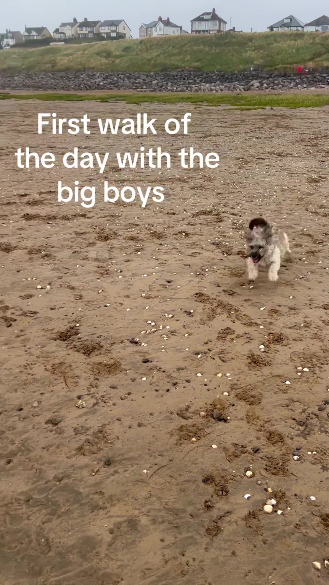 @diddydogz