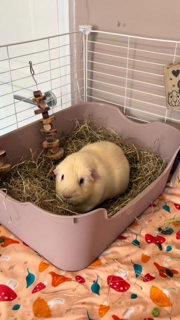 @Claws & Paws Parcels