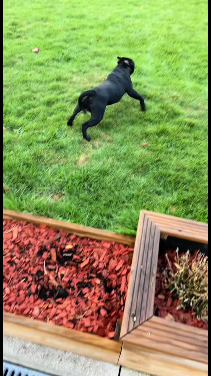 @staffie.young.tao