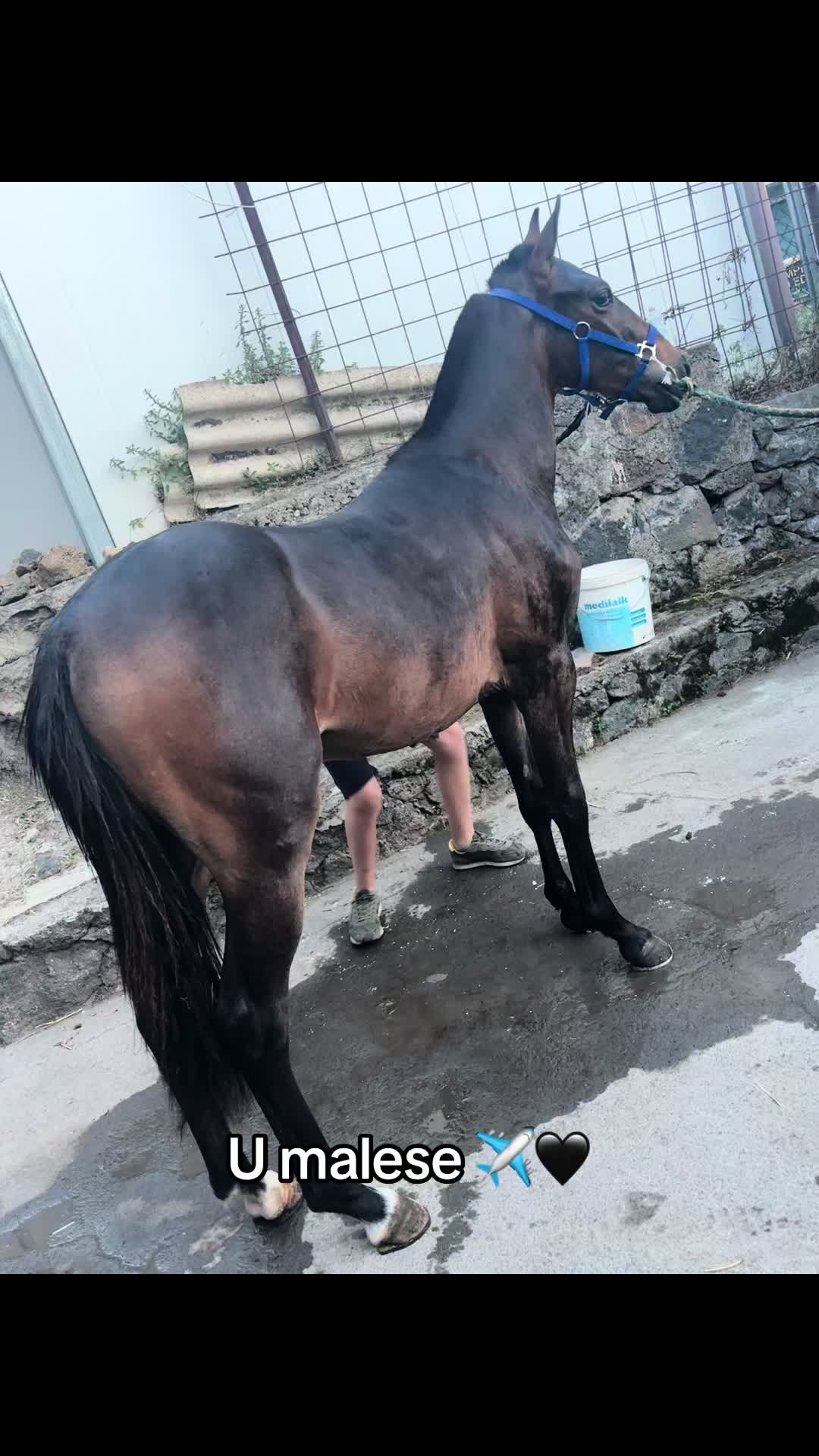 @Agatino Diolosà