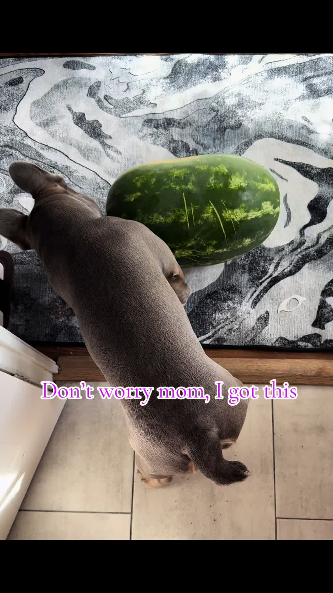 @Diablo the frenchie