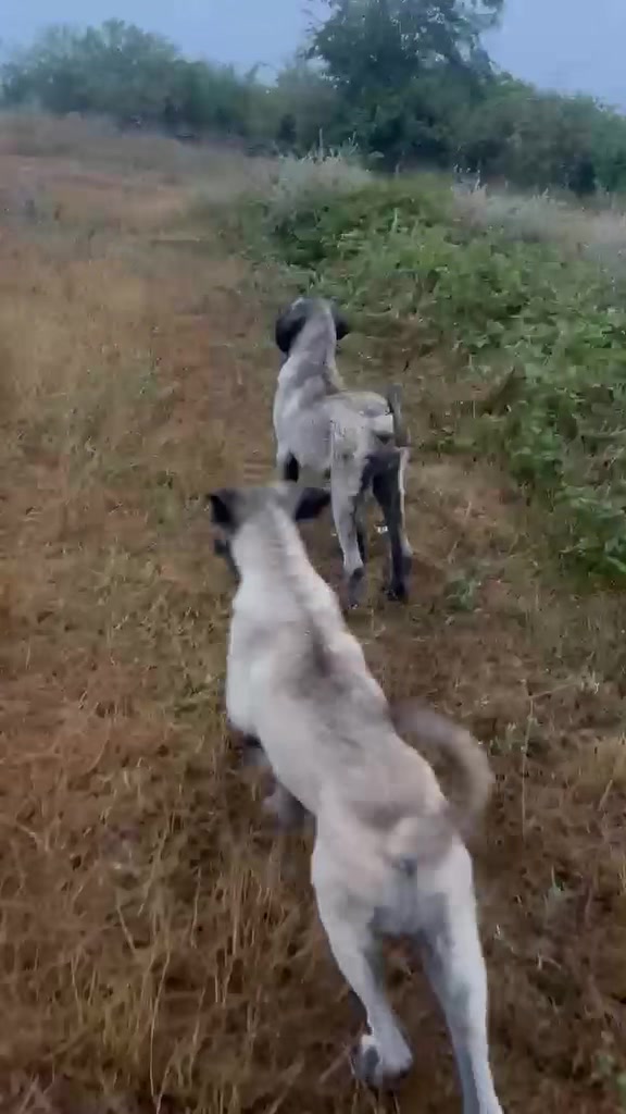 @Ferma _vellezrit _la&ccedil;i_ diber