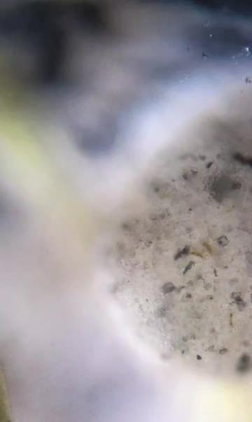 @Smeee❌microscope🏴󠁧󠁢󠁥󠁮󠁧󠁿