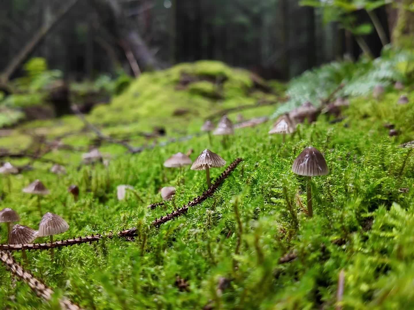 @mushroomgirrrl