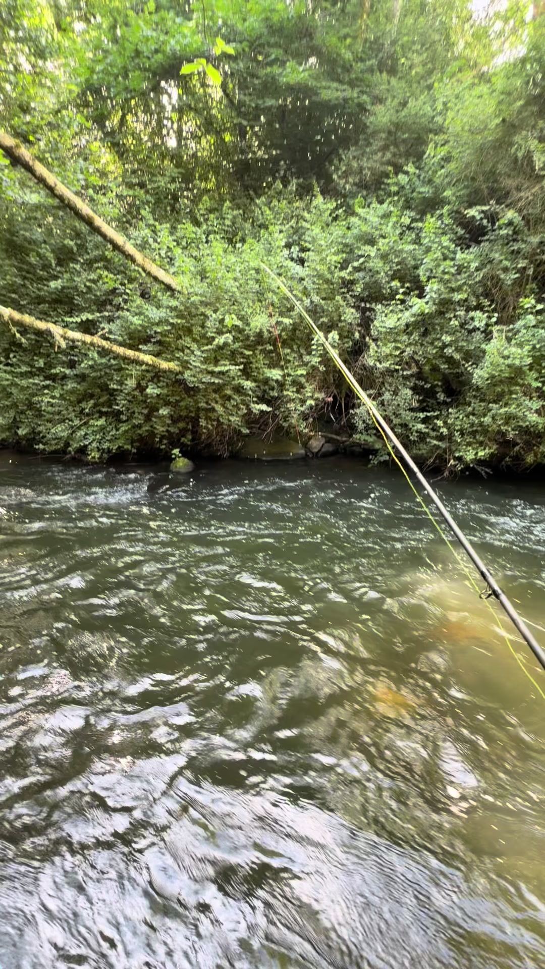 @Alba Trout 🏴