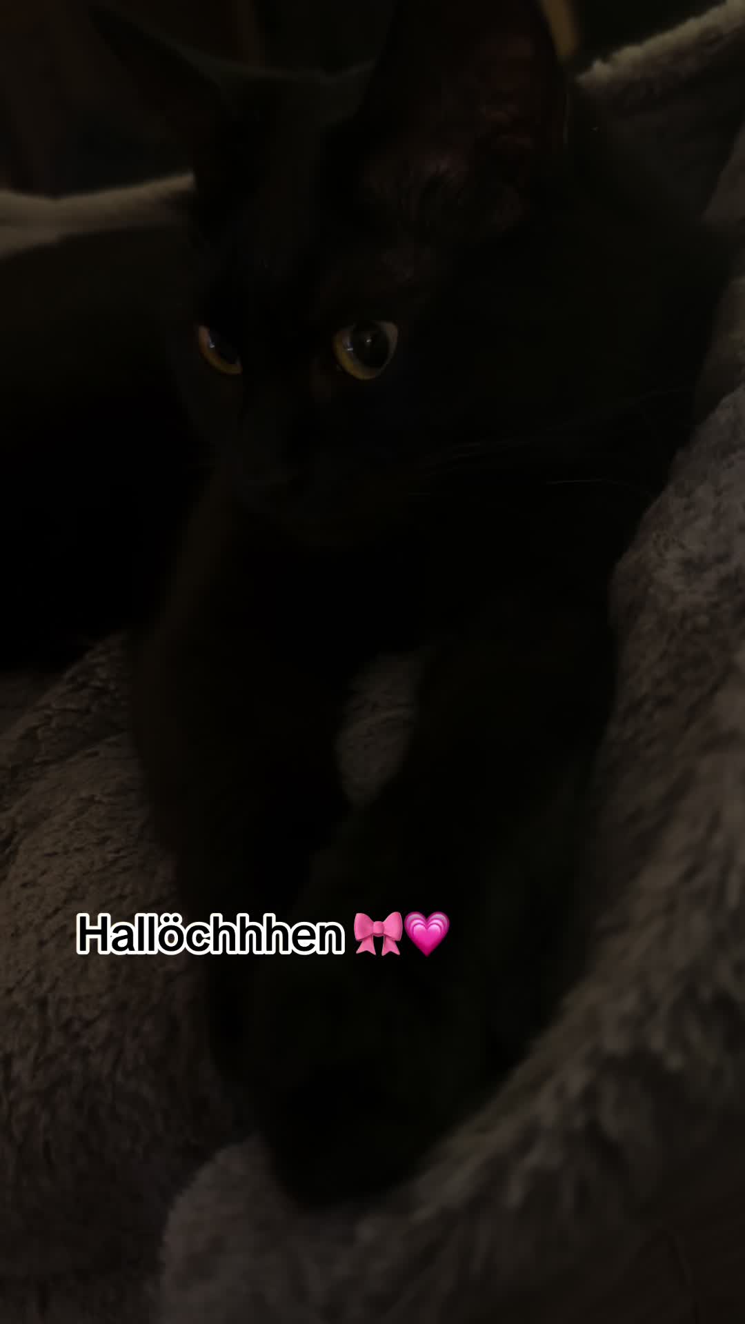 @Nala & Simba