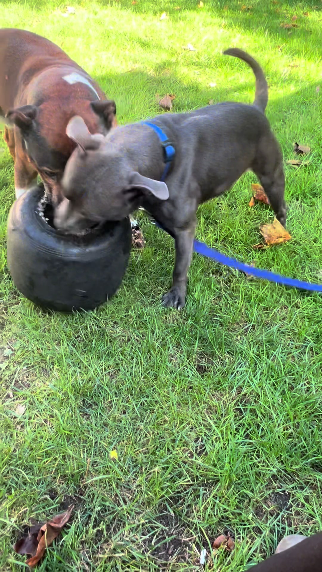 @Chris ❤️Tyson&Jola😍😎