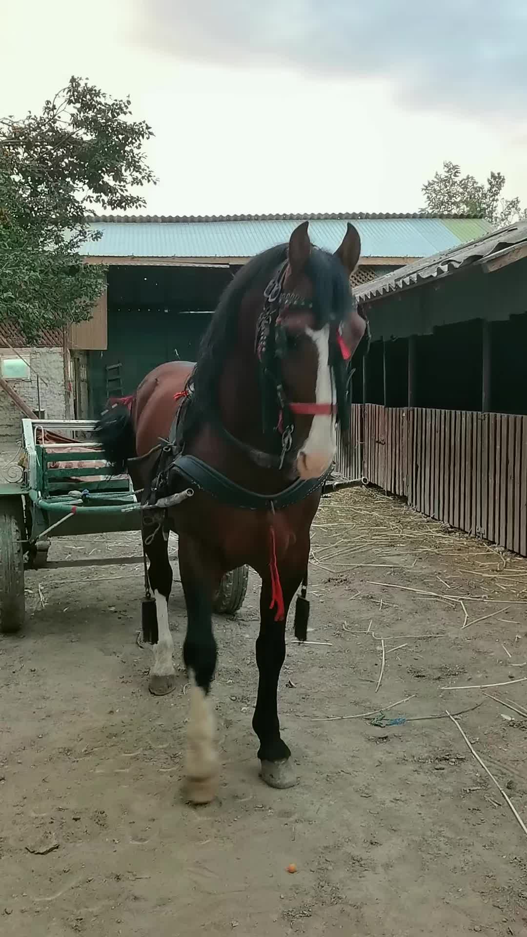 @Jady🐴